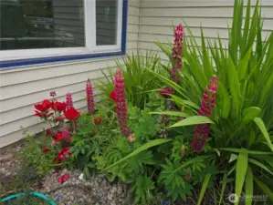 Front Yard