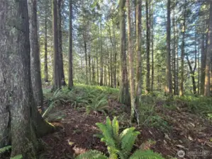 Some of the timber on the new second lot