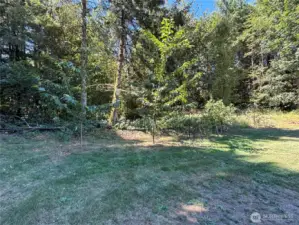 Fruit trees located in the back yard.