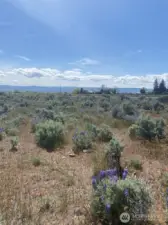 Looking West towards Mt Rainier