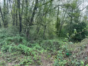 A walking path into the property.