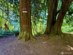 Photo not taken from property.   Community trail.