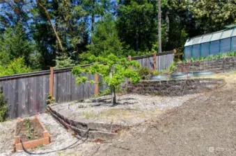 raised beds with fruit trees