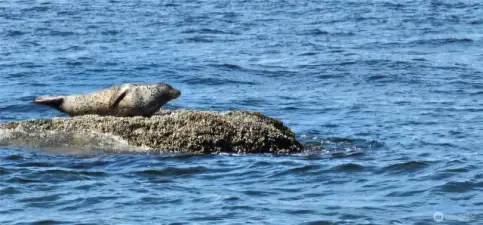 Wildlife and end of beach trail.