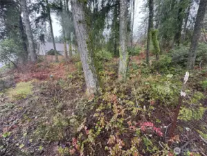 East side of lower property looking up.