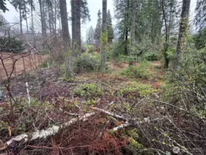 Lower west side of property. Approx. 60' deep is the flat area at the bottom of the property.