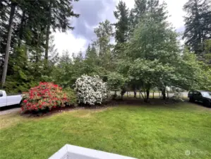 Pretty setting with mature Rhoddies, Cherry tree, and garden space. In a neighborhood but have privacy.