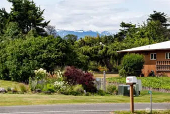 Mountain view from the front yard.