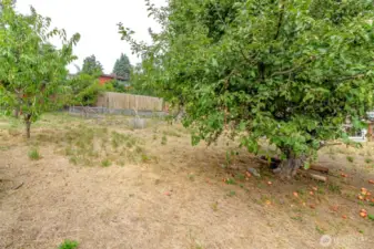 Enjoy mature fruit trees!