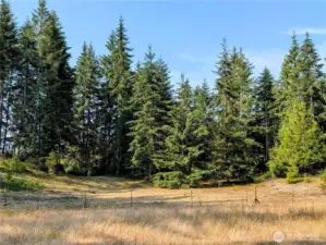 Large pasture.