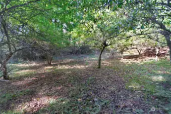 View of orchard or flat building area if needed at south end of property