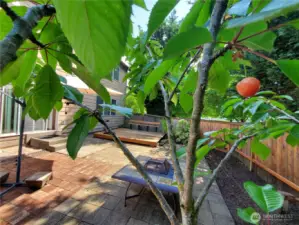 Your own cherry tree!