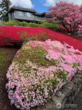 Spring beautiful flowers