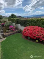 Spring beautiful flowers and shrubs/Bushes