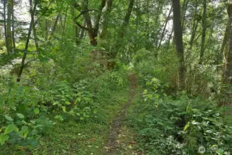 This is the trail that leads to The Whidbey Institute, Waldorf School and access to miles of public trails.
