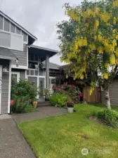 The Golden Chain tree in bloom - is a wonderful landscape feature in the spring and early summer.