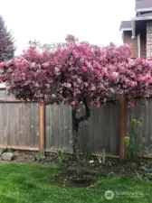 A flowering cherry tree is featured in the backyard.  Tons of iris, daffodil, lilac and columbine plants bloom every year.