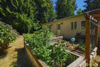 Garden beds in back yard