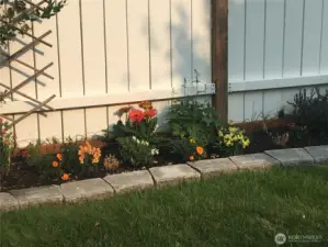 Fence line beauties!