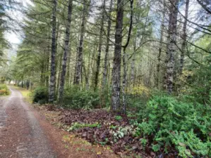 2+ Acres of Marketable Timber! Trails