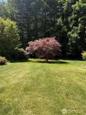 Plum Tree!
