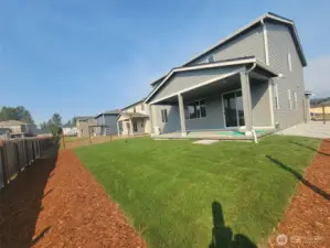 Back yard