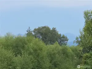 mountain view past the trees
