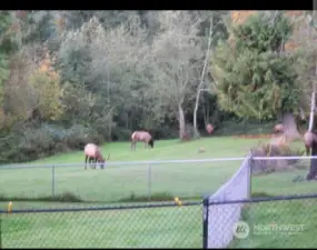 Elk in the yard a couple of years ago