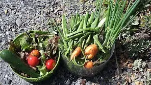 Some of the summer bounty from the veggie garden.