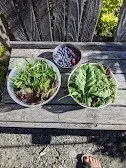 Would you grow veggies or flowers....