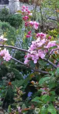 Hidden perennials await a new season of growing.