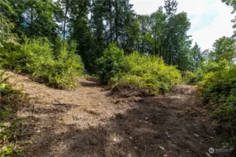 Trails were cleared across the property to facilitate site inspection. Brush has grown since photo.