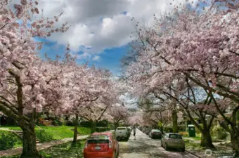 We weren't kidding about the cherry trees