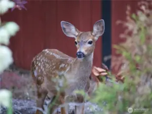Visiting Fawn :) :)