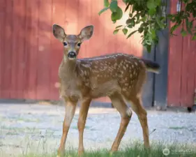 Visiting Fawn :) :)