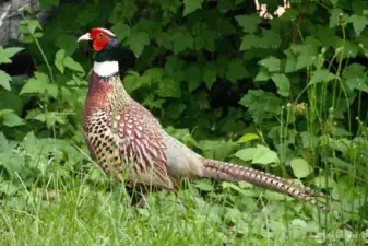A beautiful pheasant stops in your back yard for a visit!  How cool is that???!!