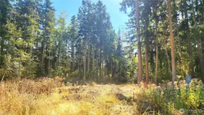 Build? Rec Lot? Gardens? Investment? Develop?