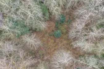 Previous cleared area of property