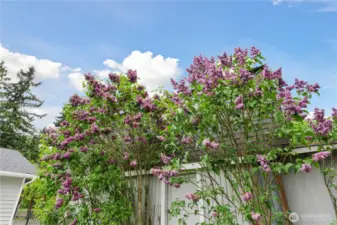 Gorgeous Lilacs!