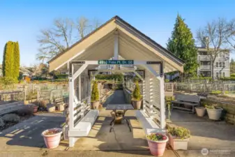 Pea patch for residents to use