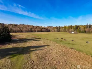 Beautiful Chimacum Valley farm land. Great soils & lots of sunshine.  View of pasture facing West.