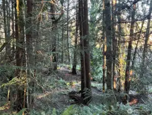 Some of the largest trees you've ever seen on private property.