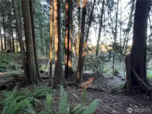 More legacy trees to enjoy.