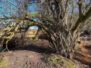 Cleared walkways for easy access throughout the property.
