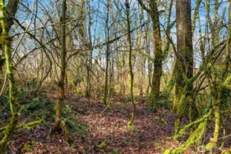 Nature abounds on this tranquil 6.44 acre property