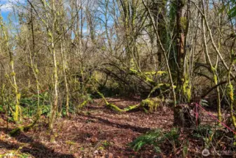 House site