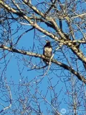 Nature visits often.