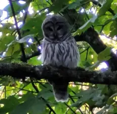 The barred owl in the backyard tree is relaxing