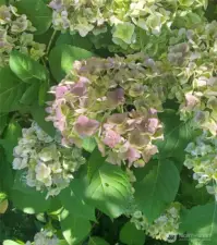 countless hydrangeas, butterfly bushes, roses, hostas, rhodies,etc