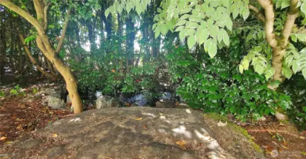 secret koi pond with fish
